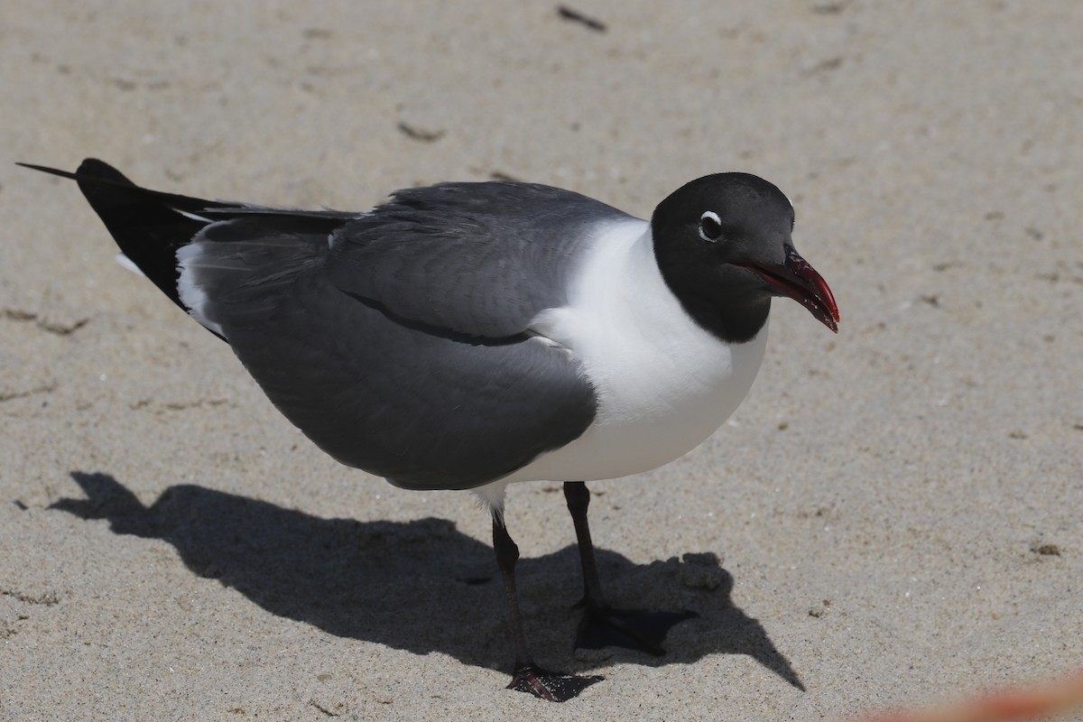 Laughing Gull - ML638753891