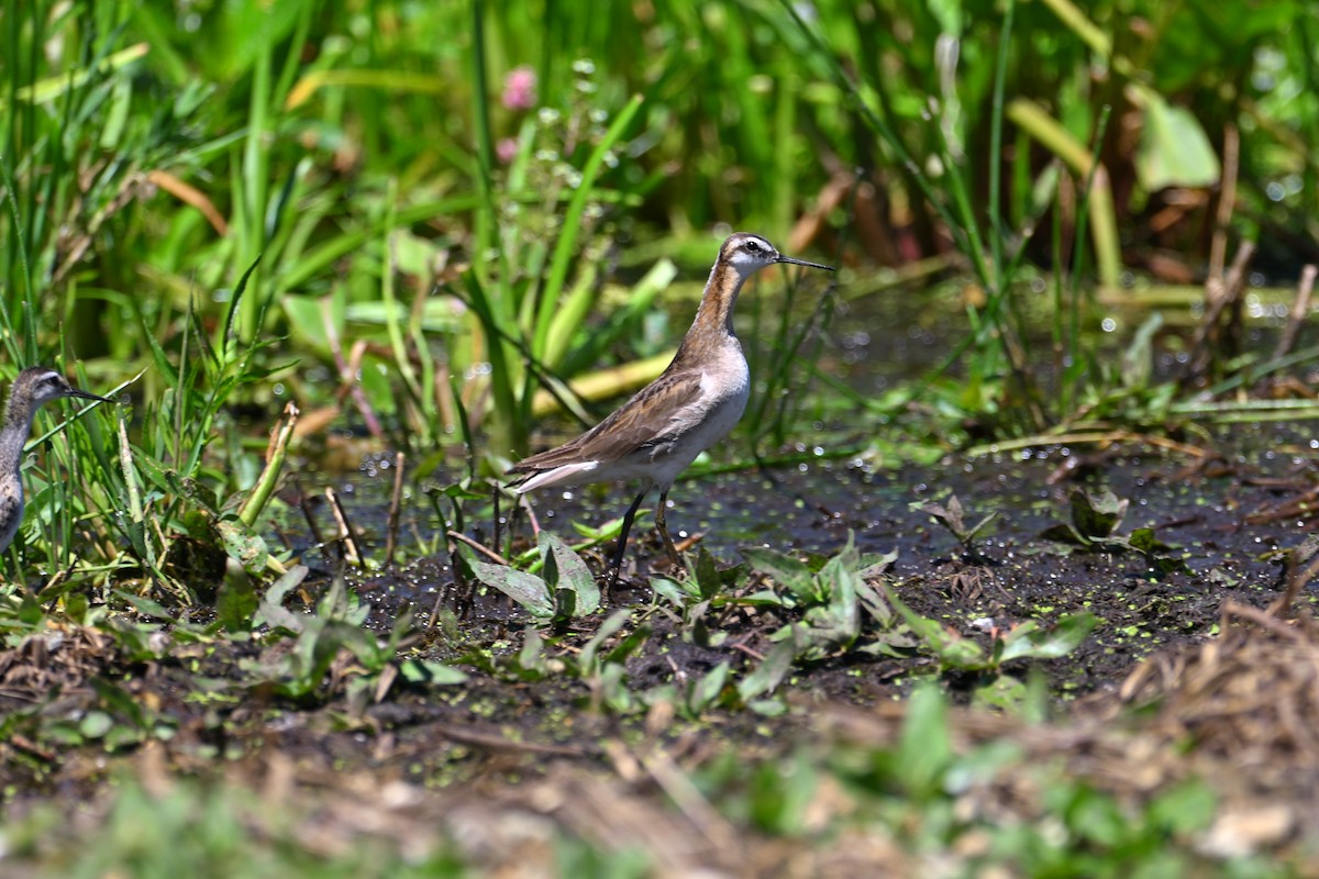 hvithalesvømmesnipe - ML638753911