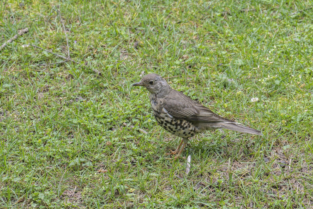 Бужмаг хөөндэй - ML638753951