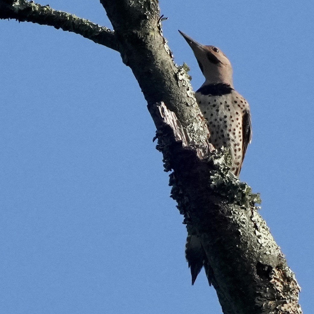 Northern Flicker - ML638754014