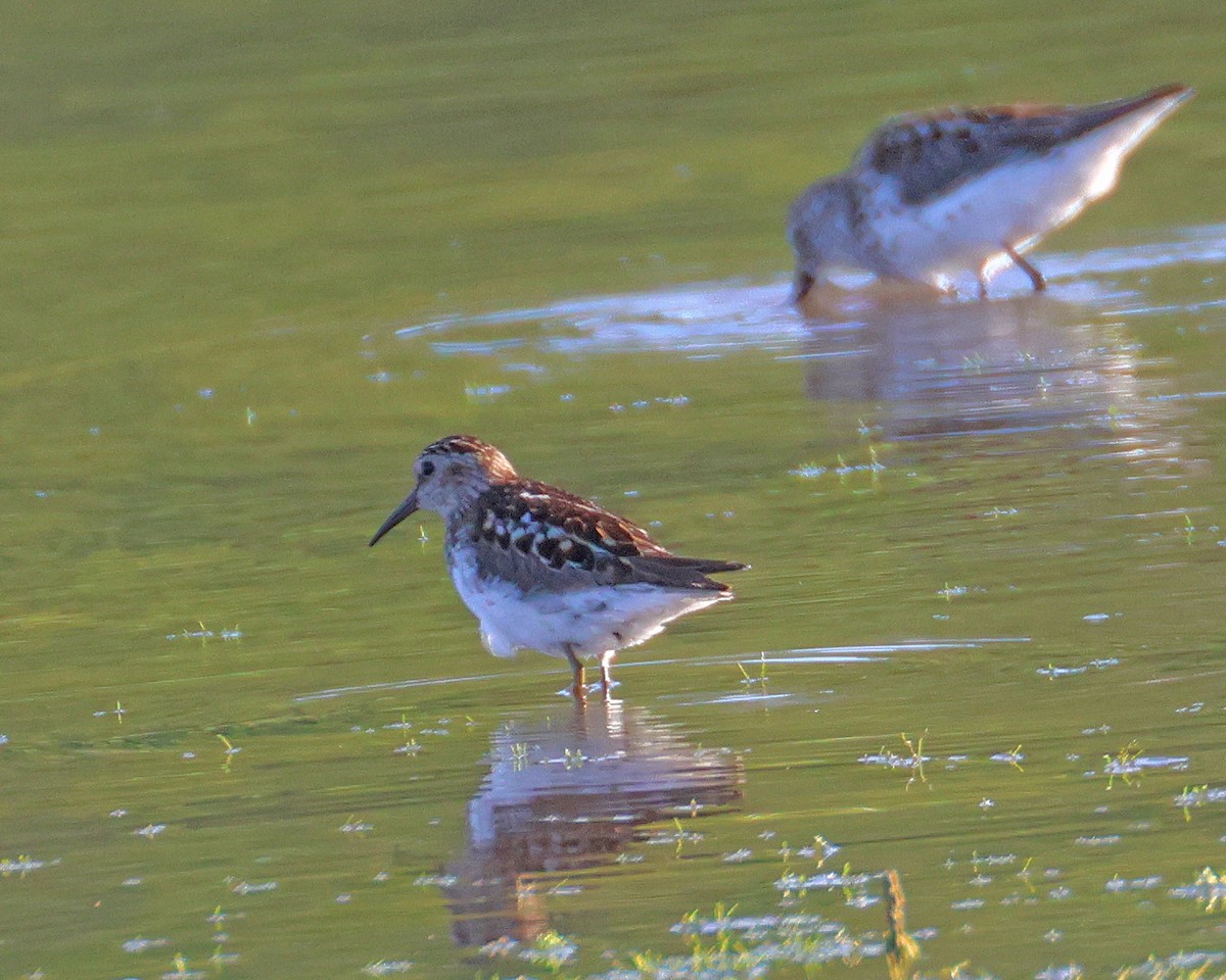 Least Sandpiper - ML638754051
