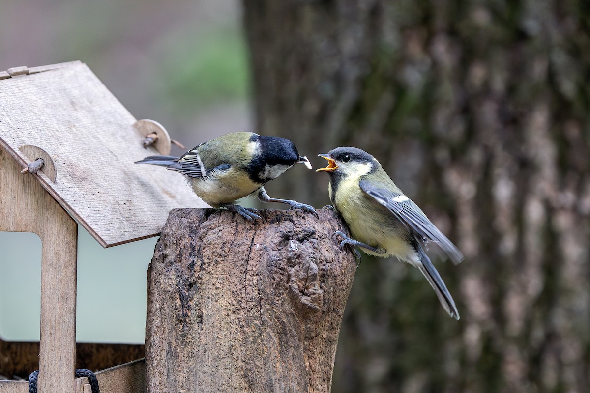 Great Tit - ML638754085