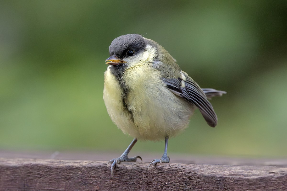 Great Tit - ML638754087
