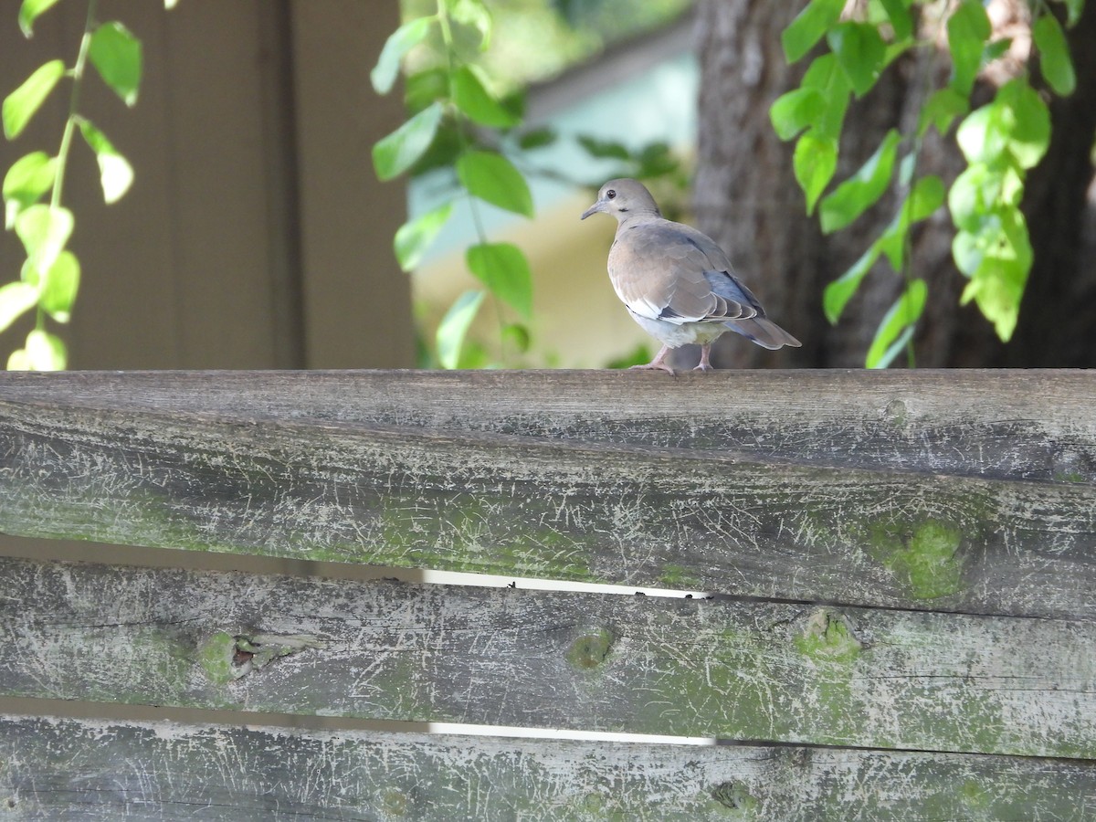 White-winged Dove - ML638754113