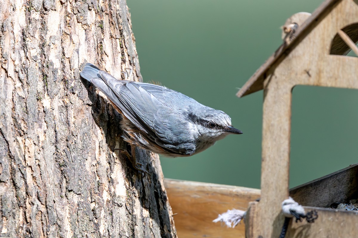 ゴジュウカラ - ML638754115