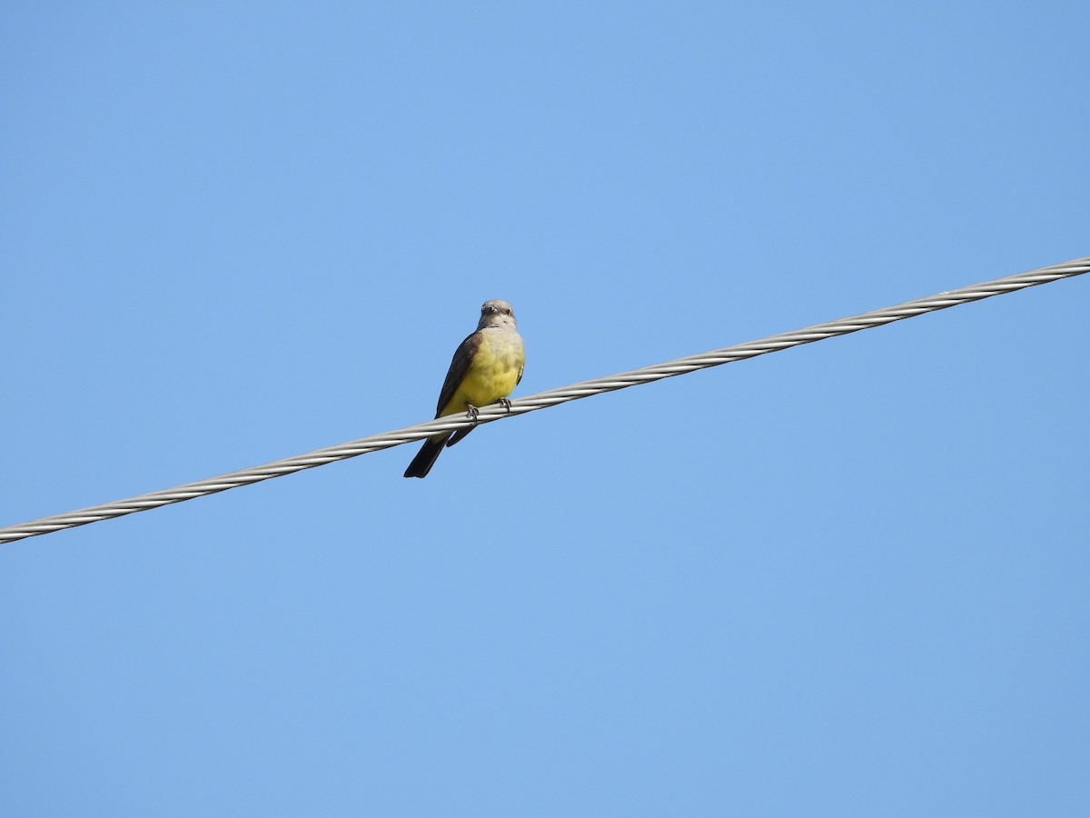 Western Kingbird - ML638754119