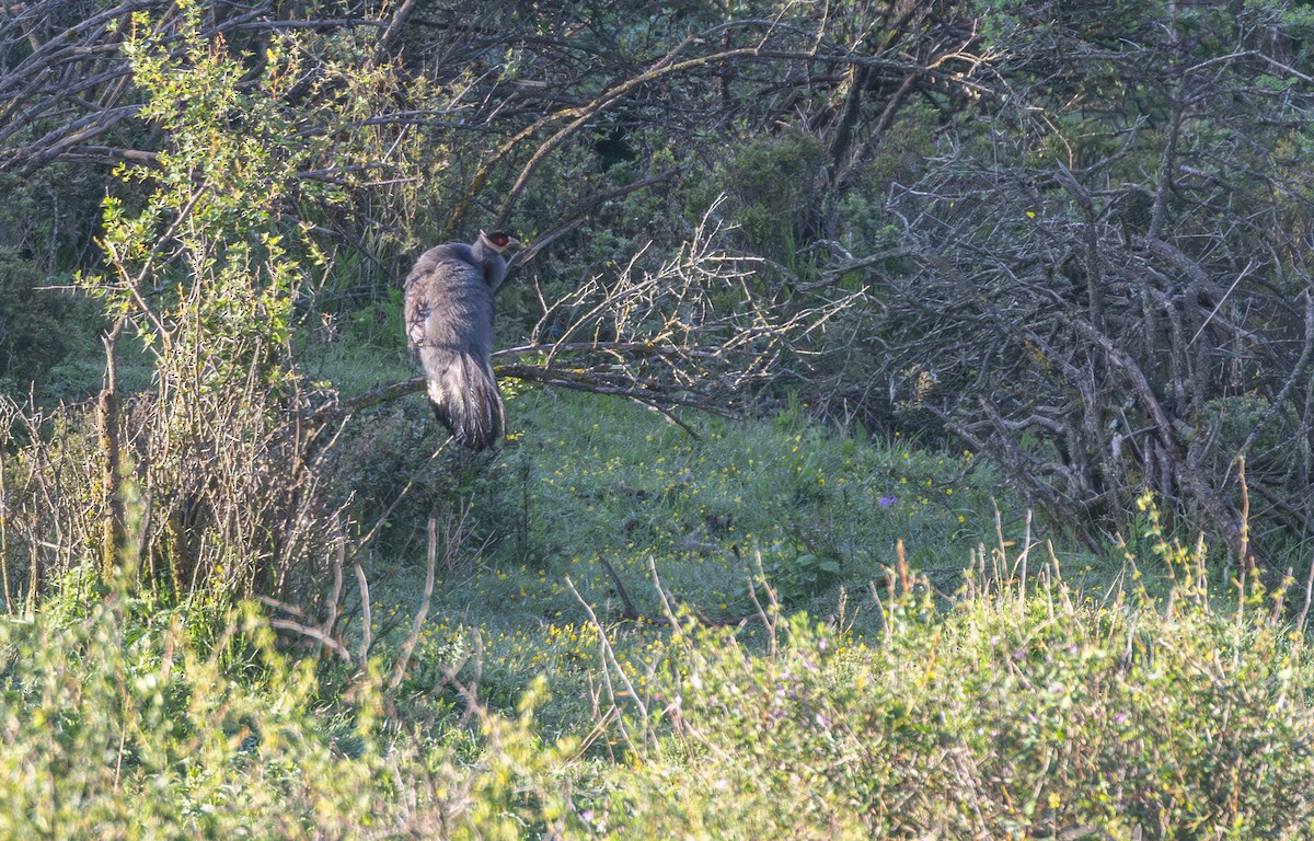 Blue Eared-Pheasant - ML638754149