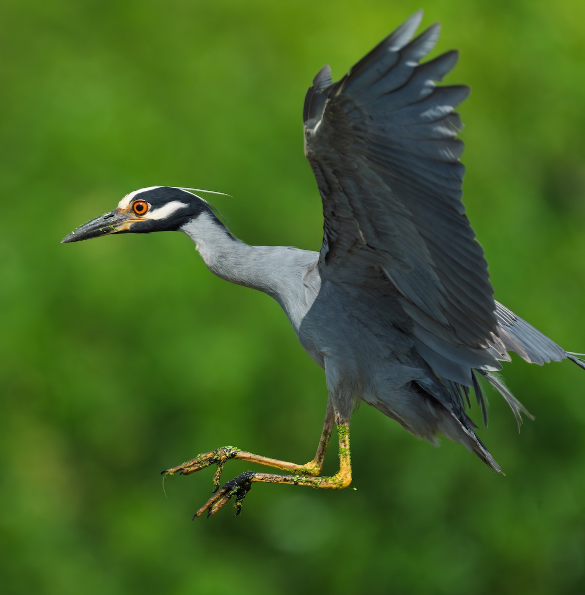 Yellow-crowned Night Heron - ML638754151