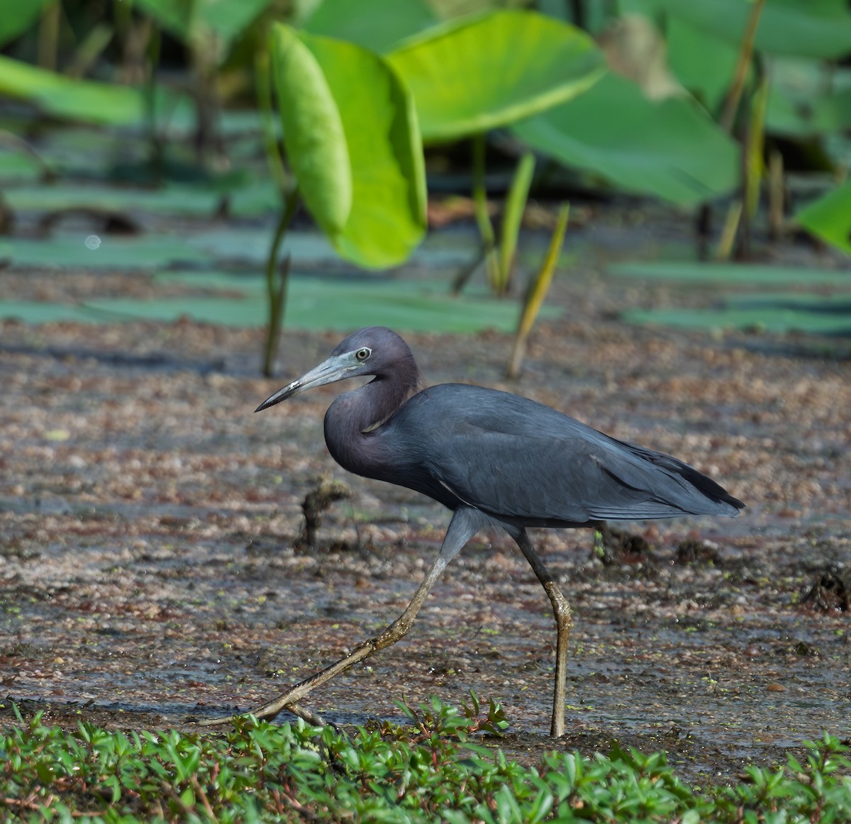 Little Blue Heron - ML638754155