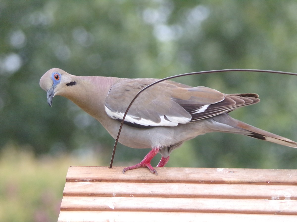 White-winged Dove - ML638754177