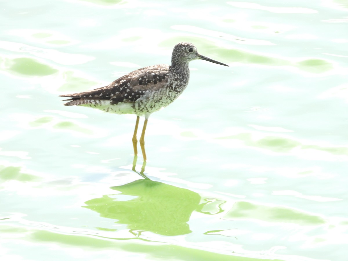 Greater Yellowlegs - ML638754187