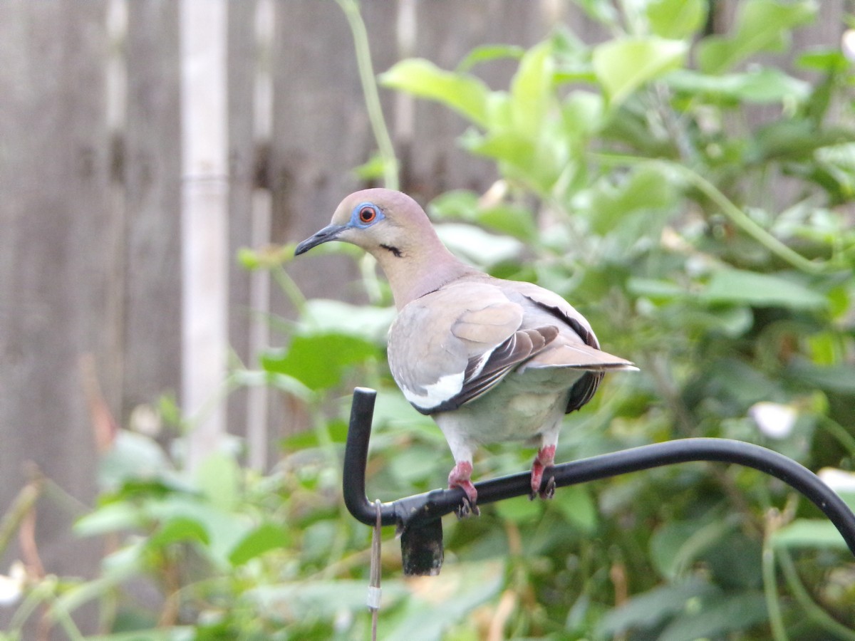 White-winged Dove - ML638754188