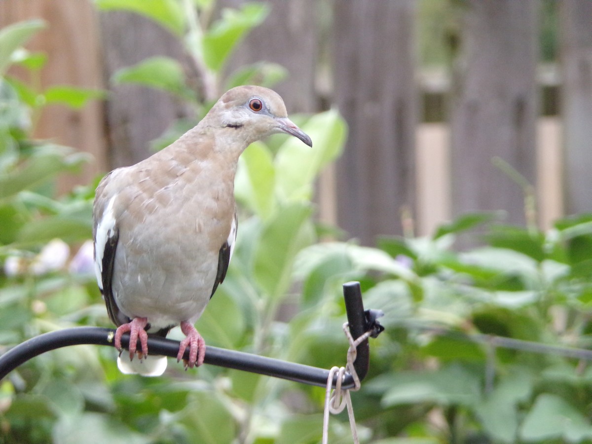 White-winged Dove - ML638754190