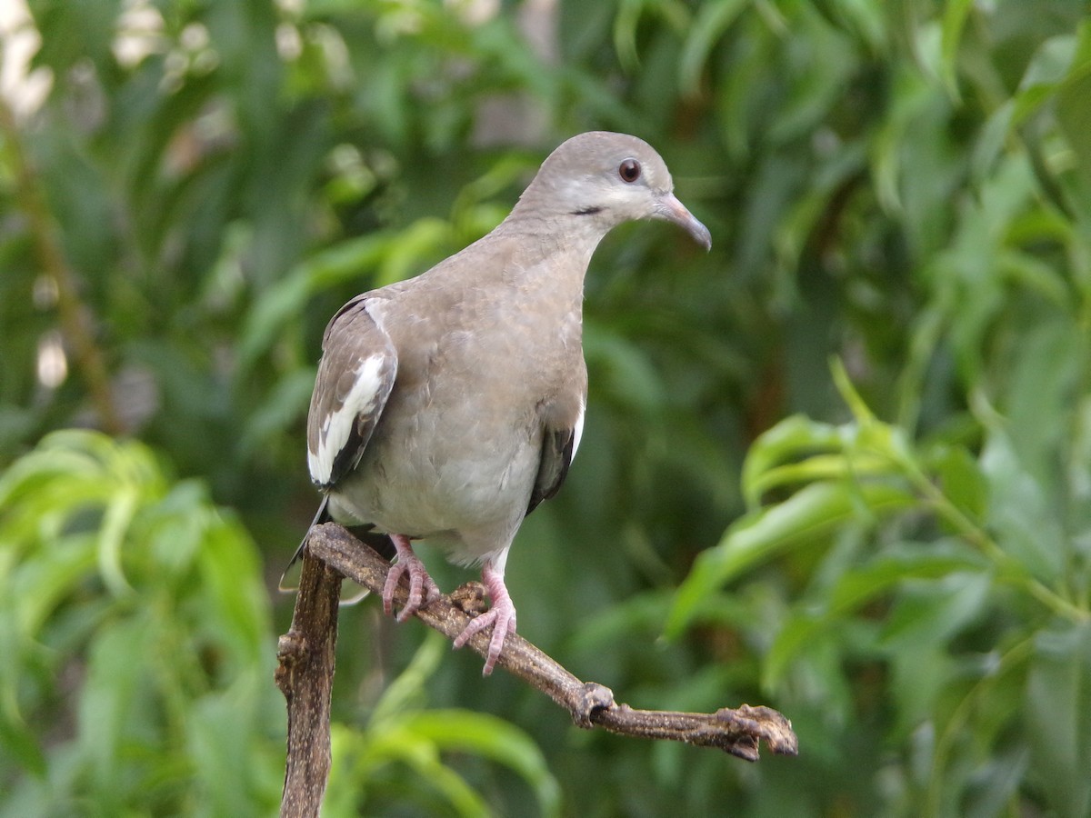 White-winged Dove - ML638754191
