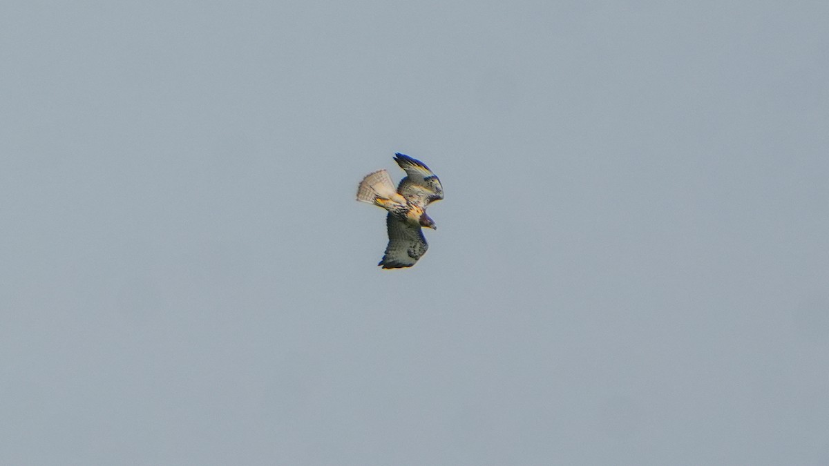 Red-tailed Hawk - ML638754199