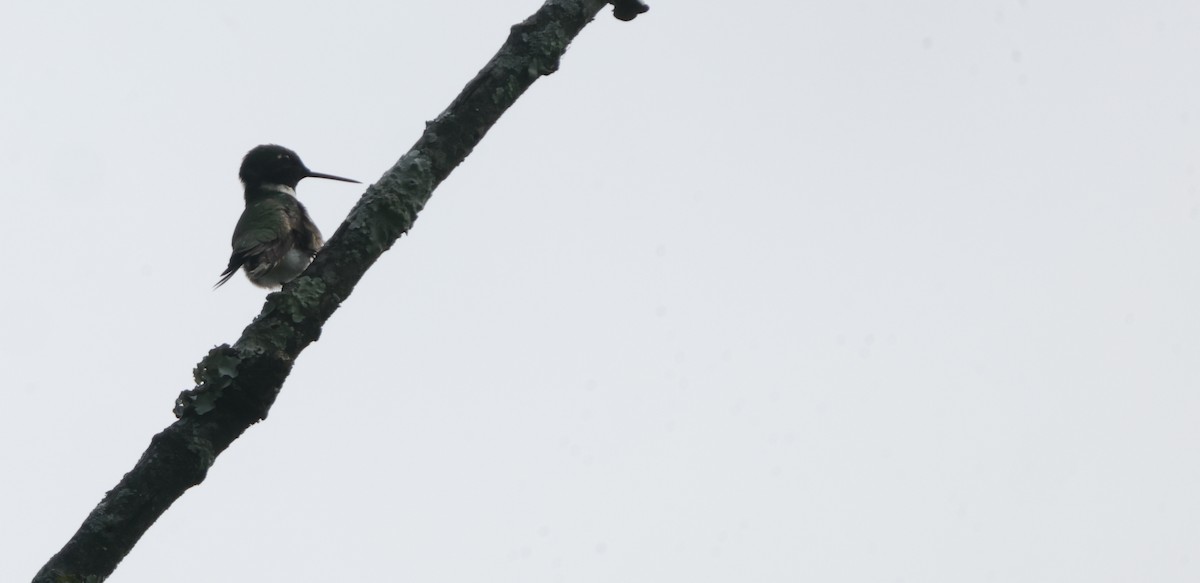 Ruby-throated Hummingbird - ML638754209