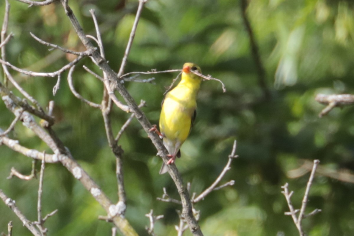 American Goldfinch - ML638754211