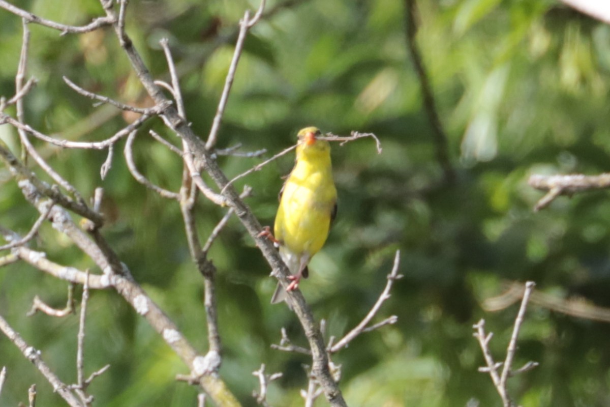 American Goldfinch - ML638754213