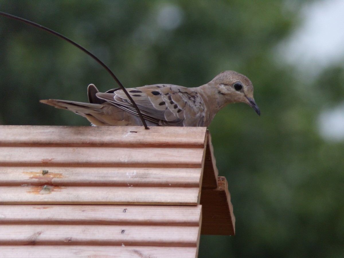 Mourning Dove - ML638754219