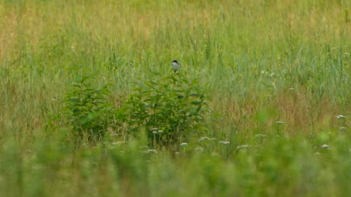 Eastern Kingbird - ML638754223