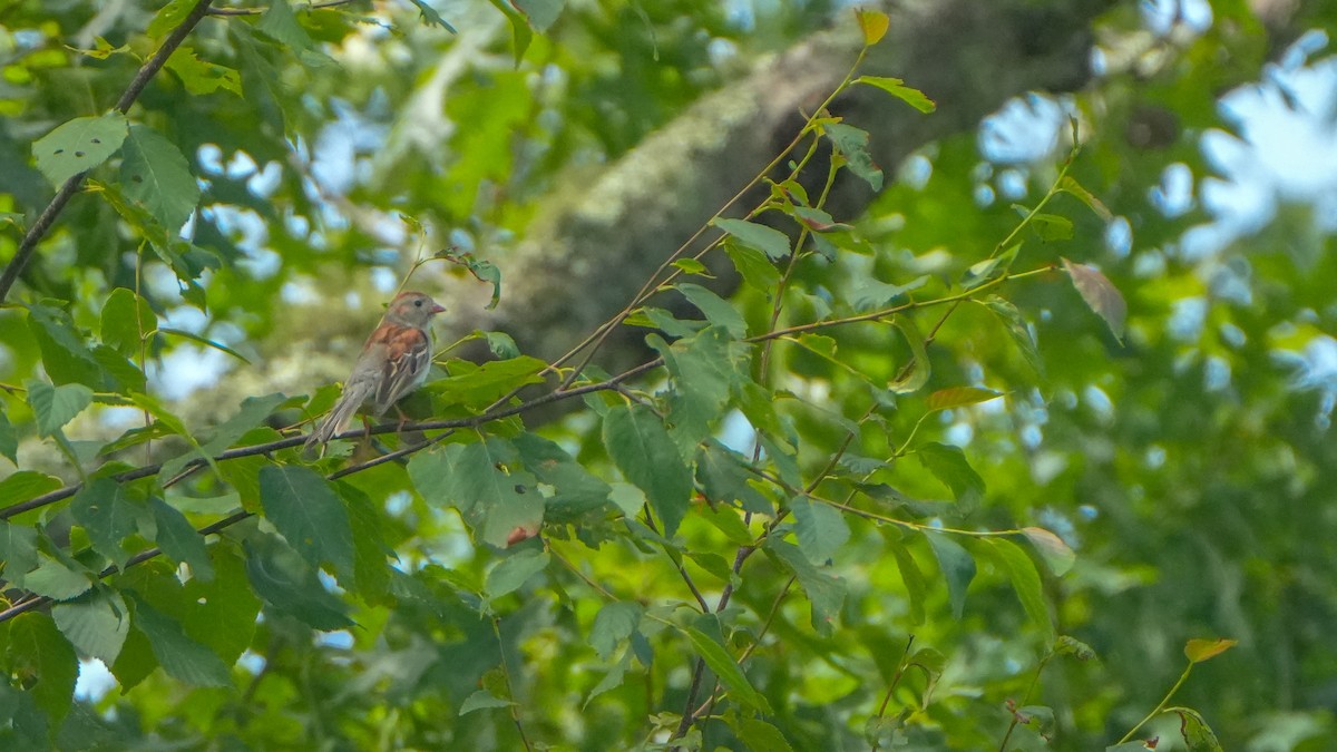 Field Sparrow - ML638754229