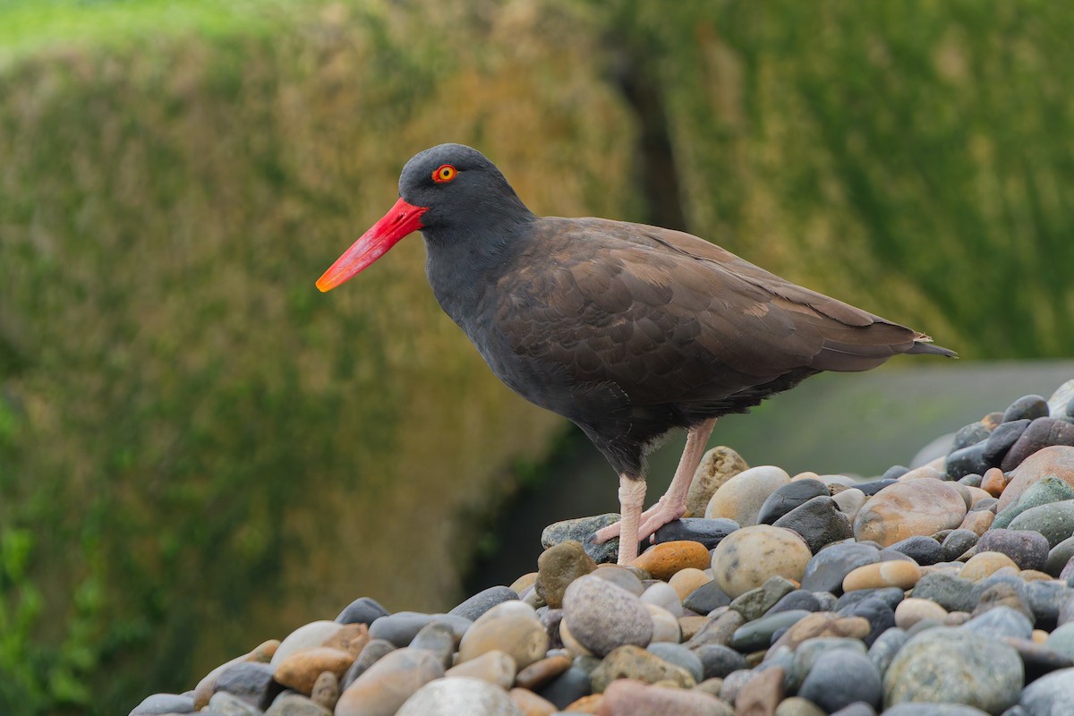 Blackish Oystercatcher - ML638754233