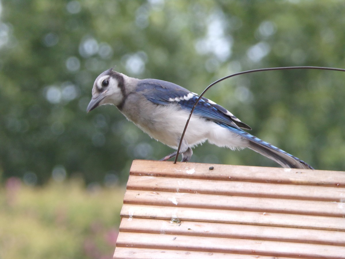 Blue Jay - ML638754234