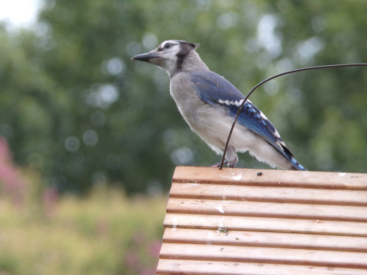 Blue Jay - ML638754235