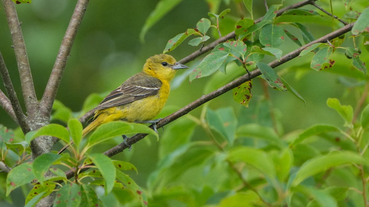 Orchard Oriole - ML638754239