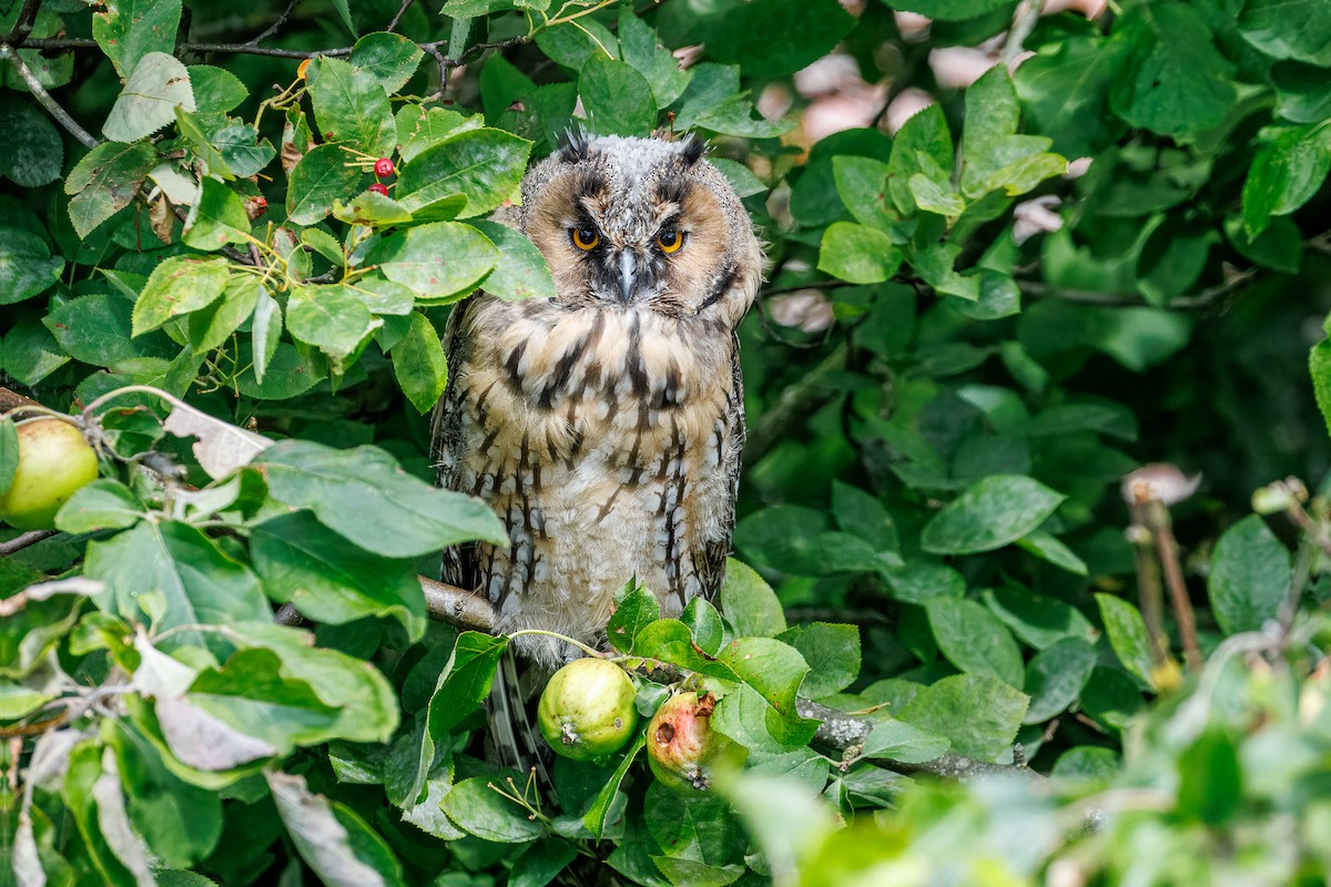 Long-eared Owl - ML638754241