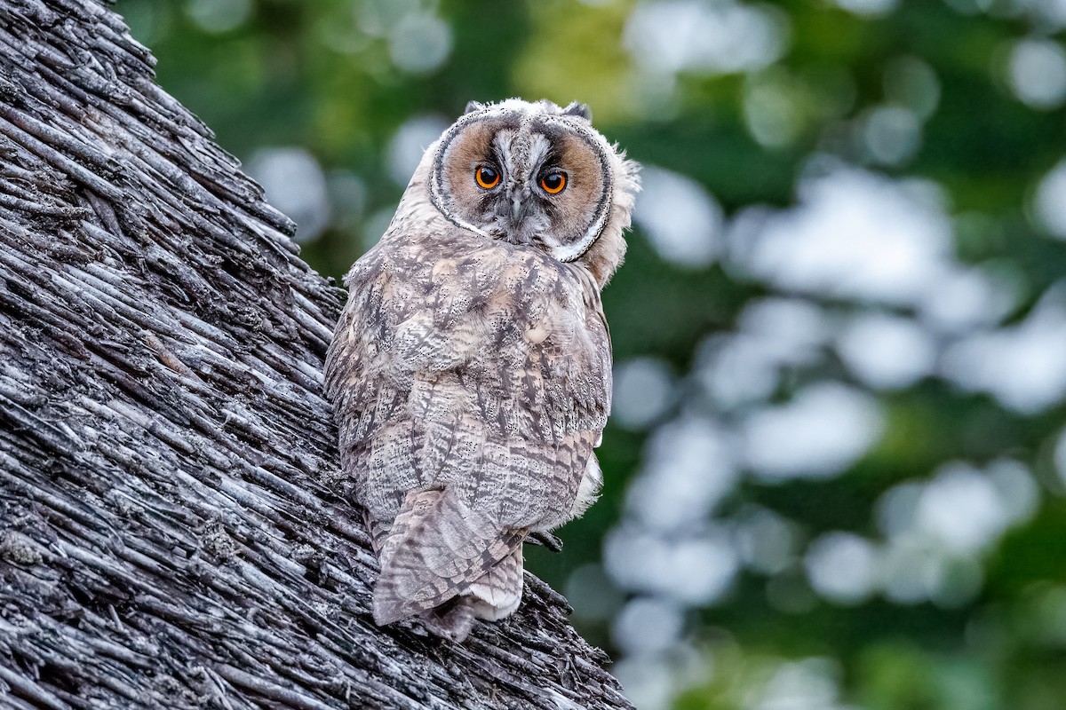 Long-eared Owl - ML638754242