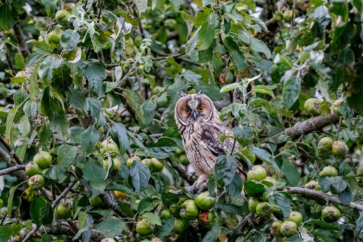 Long-eared Owl - ML638754243