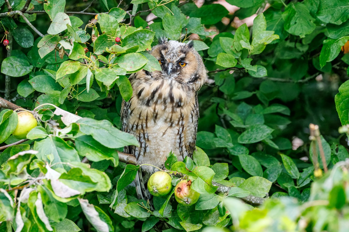 Long-eared Owl - ML638754244