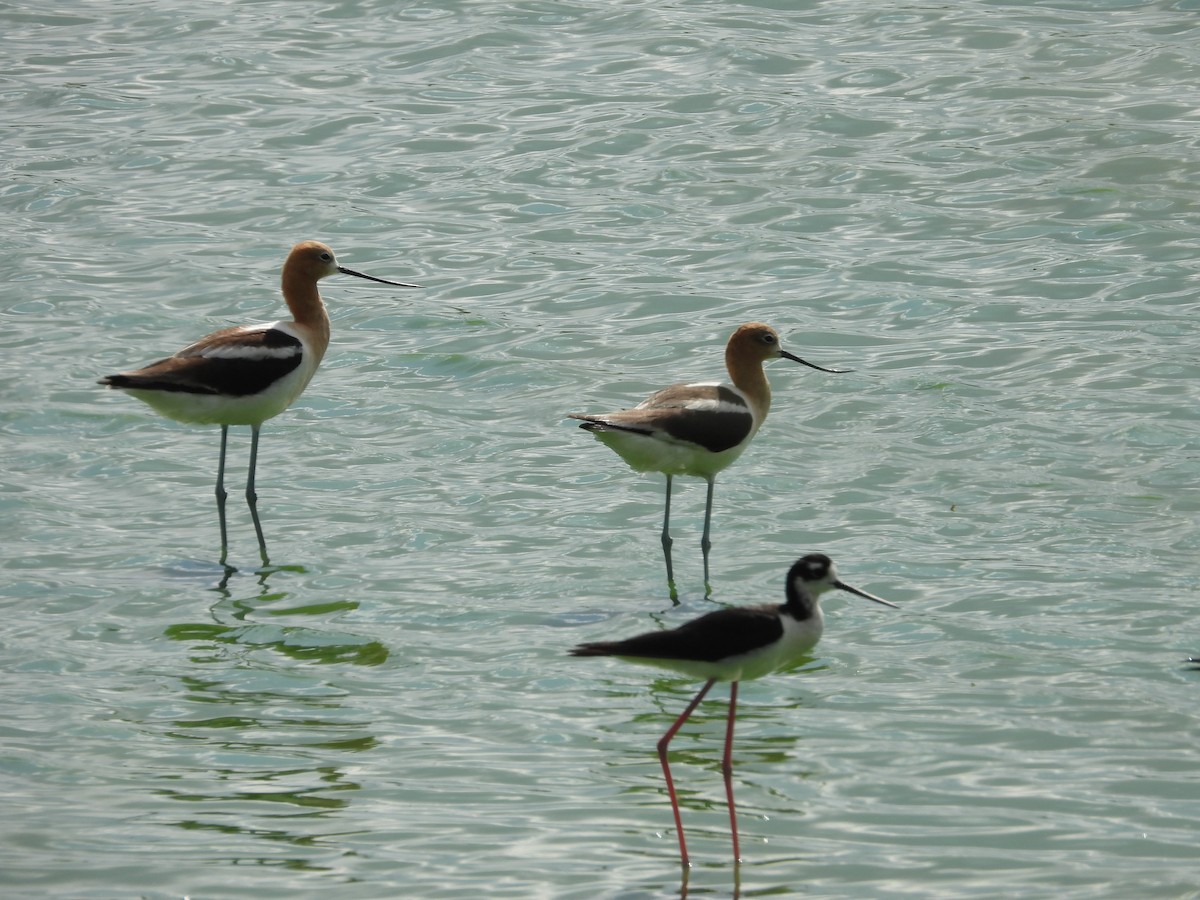 American Avocet - ML638754248