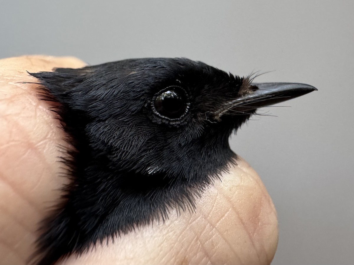 American Redstart - ML638754253