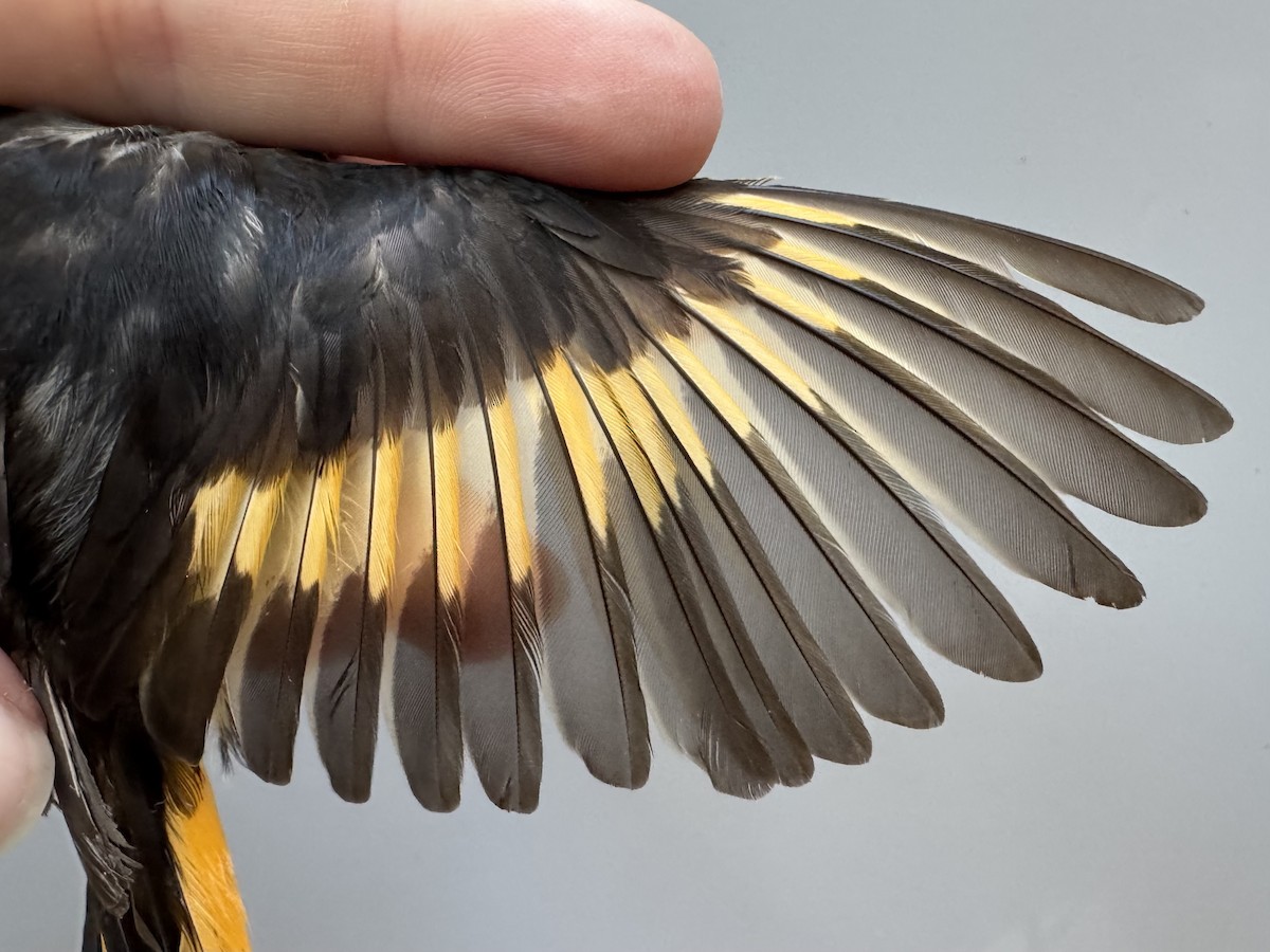 American Redstart - ML638754255