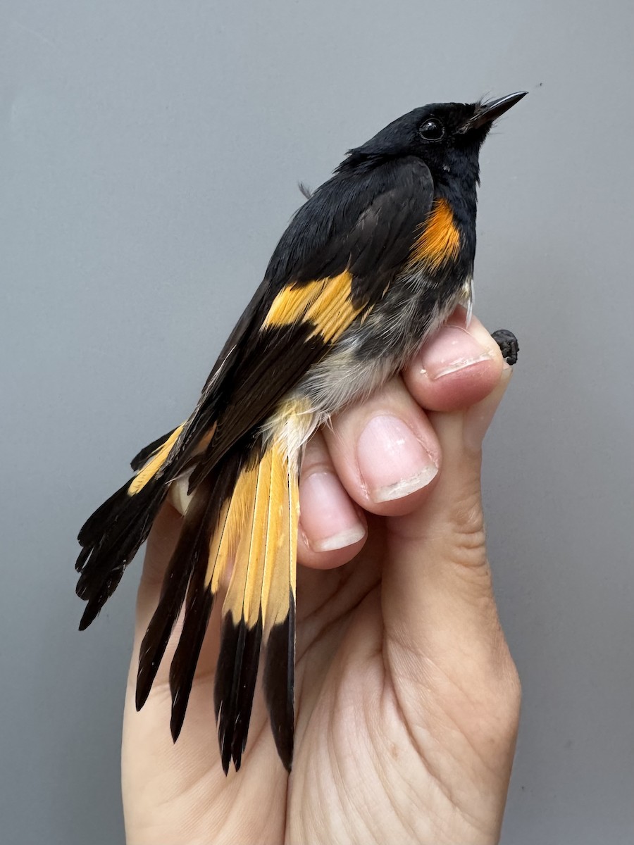 American Redstart - ML638754256