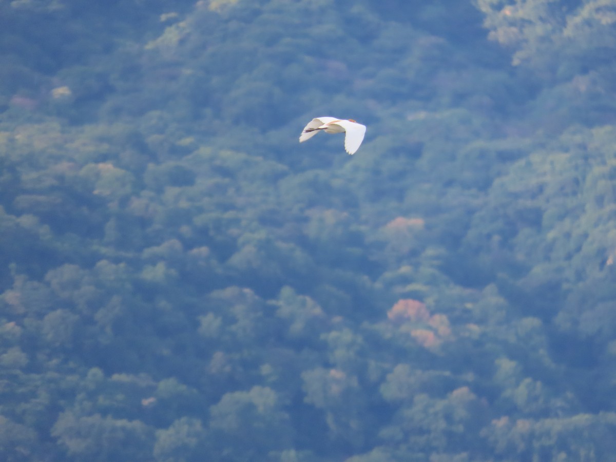 Eastern Cattle-Egret - ML638754263