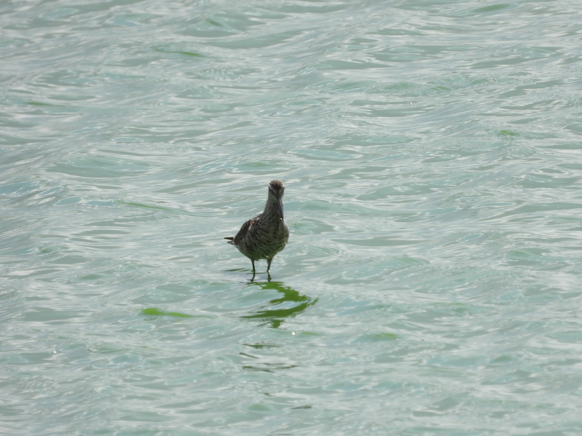 Stilt Sandpiper - ML638754266