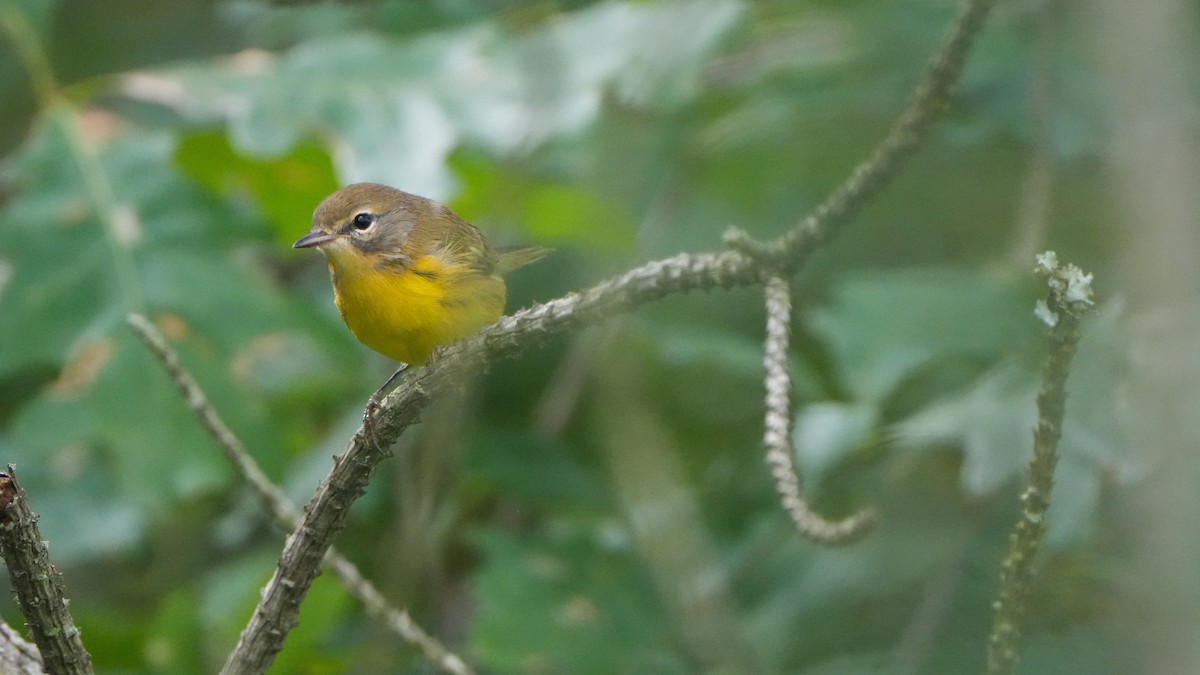 Prairie Warbler - ML638754271