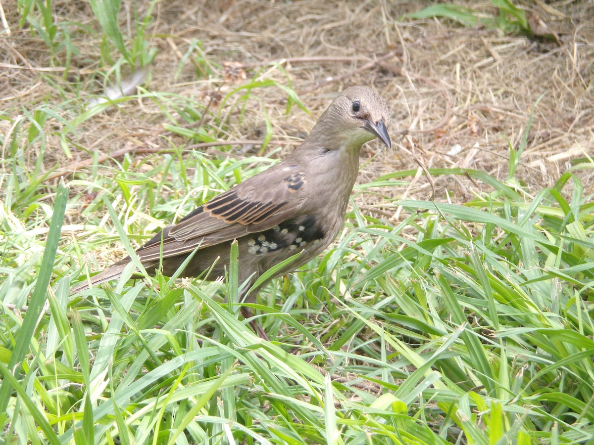 European Starling - ML638754277