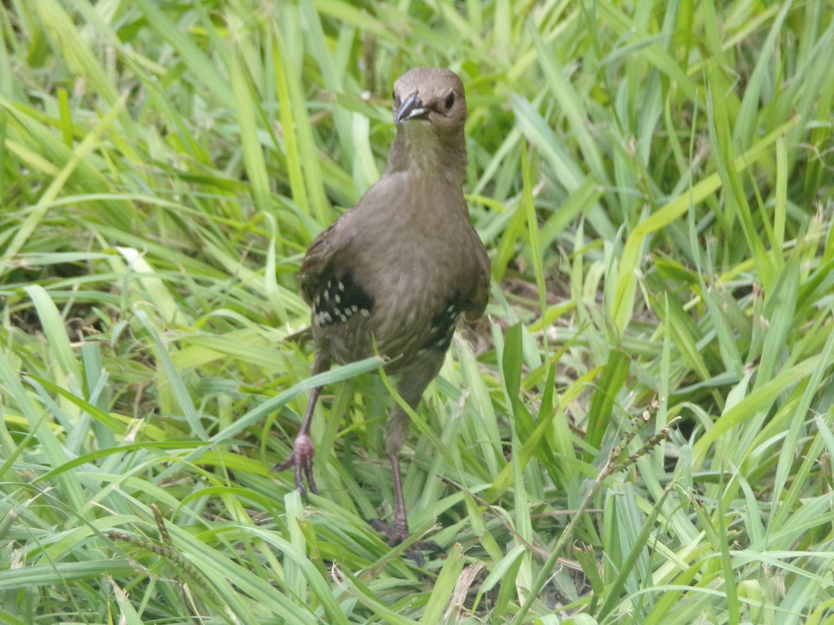 European Starling - ML638754278