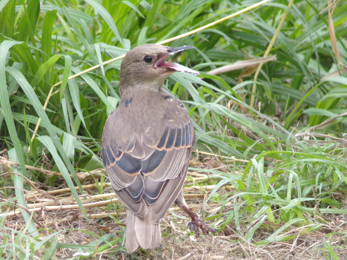 European Starling - ML638754279