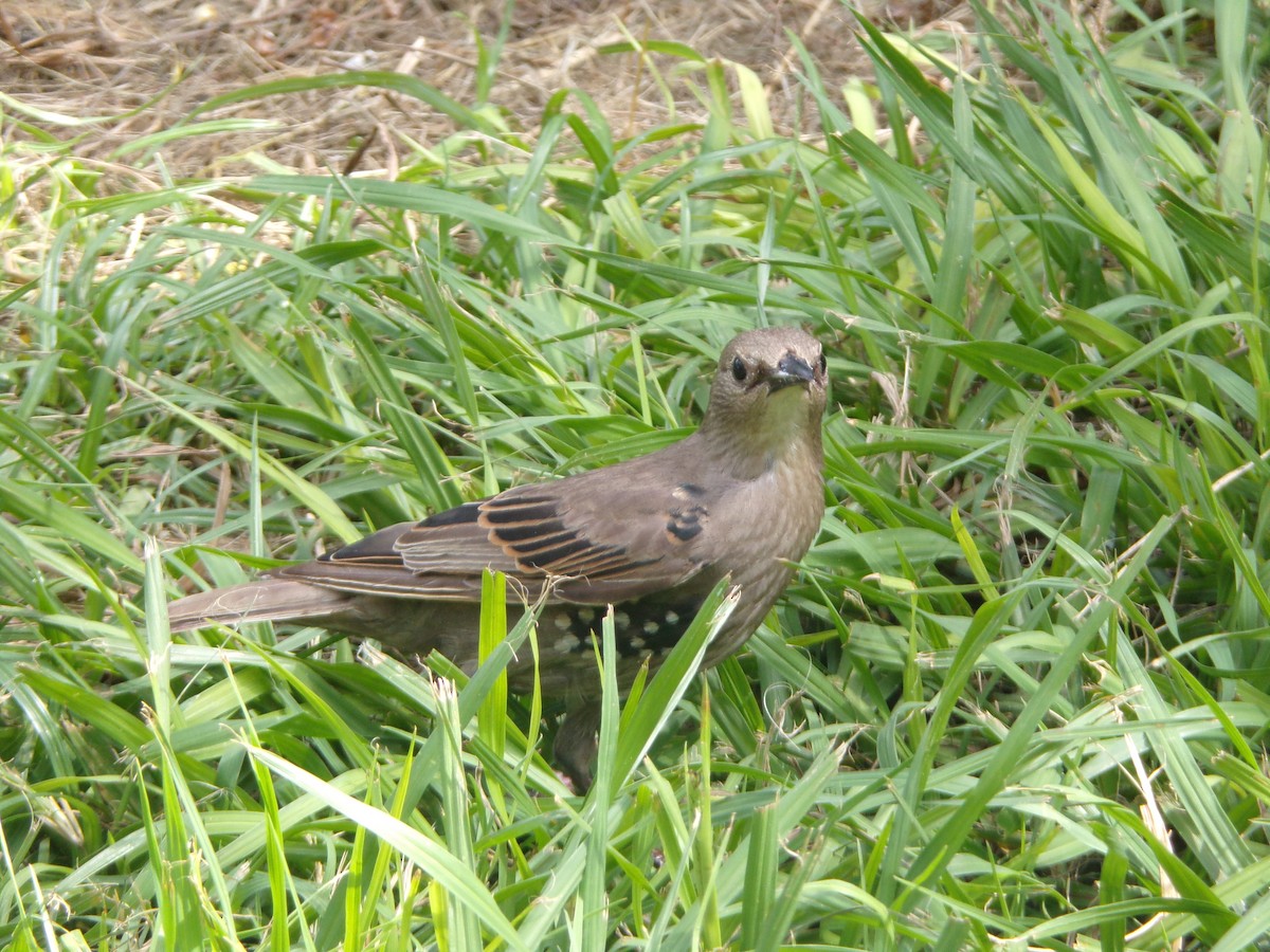 European Starling - ML638754280