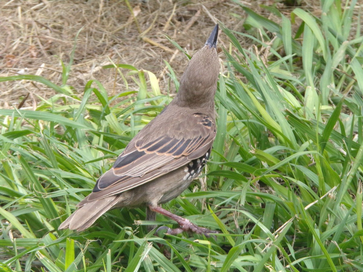 European Starling - ML638754281