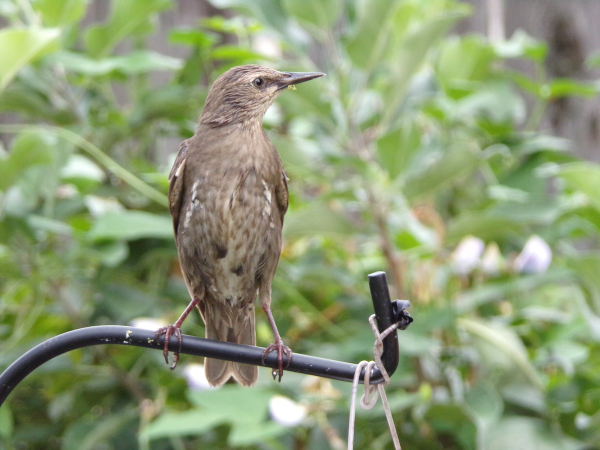 European Starling - ML638754283