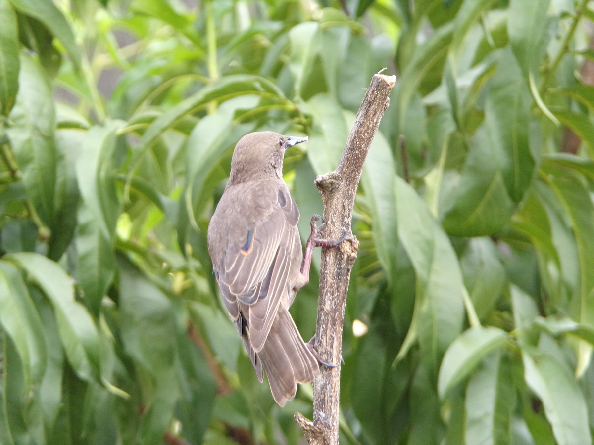 European Starling - ML638754284