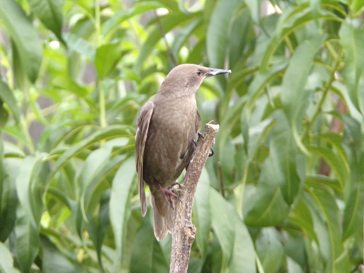 European Starling - ML638754285