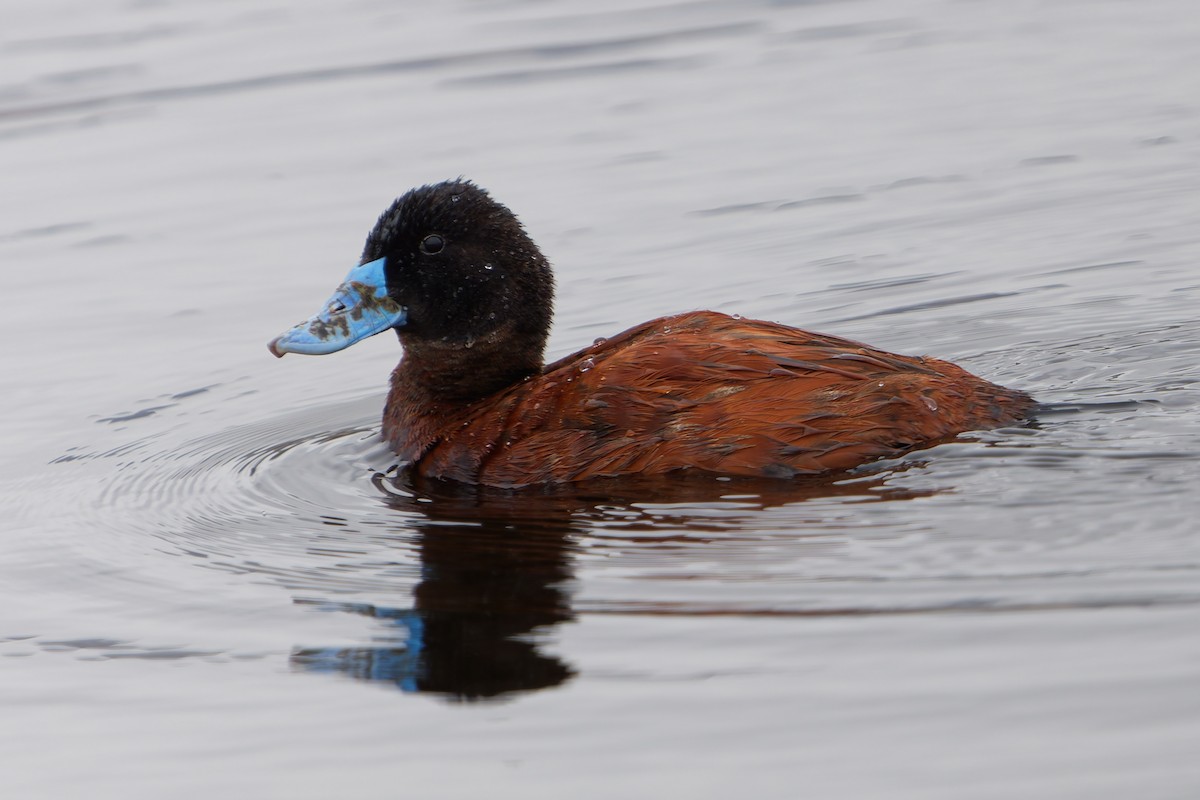 Andean Duck - ML638754288
