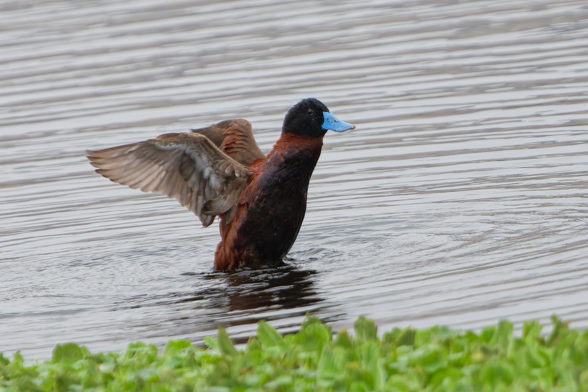 Andean Duck - ML638754289